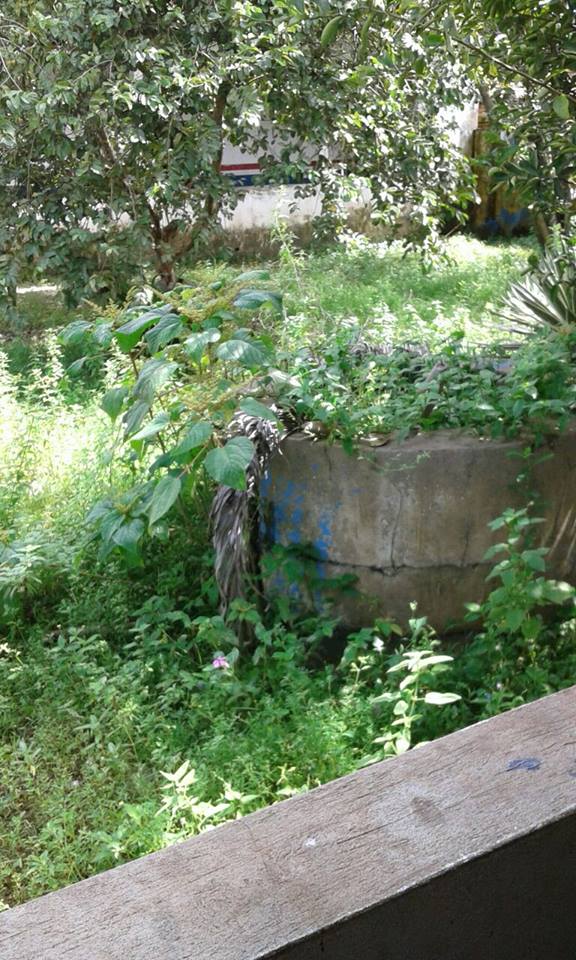 18308912_10212830815553043_110152371_n